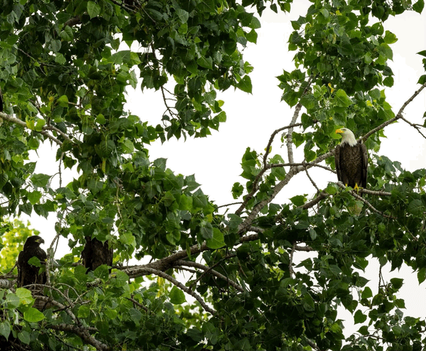 Important Links to Get Involved In the Effort To Preserve Critical Green Space in Noblesville